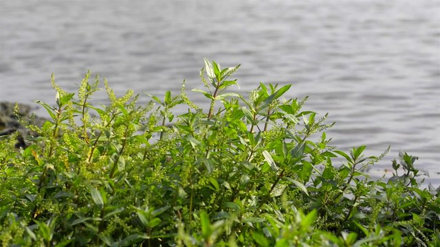 Veronica Anagallis-Aquatica plants moved by the wind close to the Dnieper river in Kiev, Ukraine