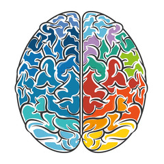 Intelligence of the human brain 