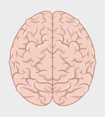 Intelligence of the human brain 