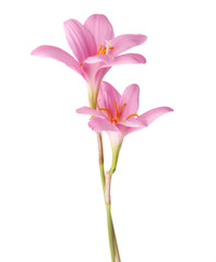 Two pink lilies isolated on a YakoVector. zephyranthes candida. focus on low flower