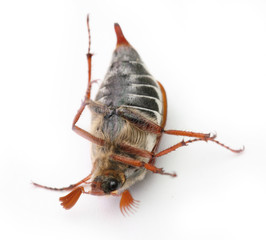 chafer