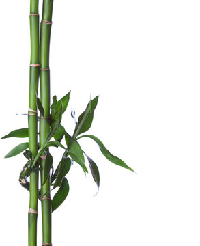Bamboo isolated on white background. Dracaena braunii