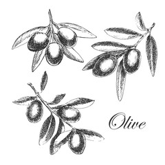 vector hand drawn olive branch. detailed sketch illustration