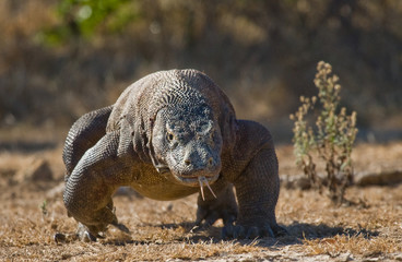 Obraz premium Komodo dragon is on the ground. Interesting perspective. The low point shooting. Indonesia. Komodo National Park. An excellent illustration.