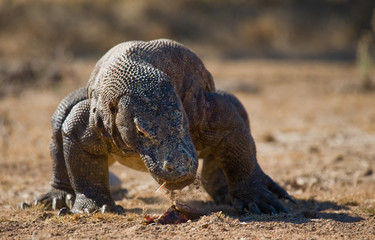 Fototapeta premium Komodo dragon is on the ground. Interesting perspective. The low point shooting. Indonesia. Komodo National Park. An excellent illustration.