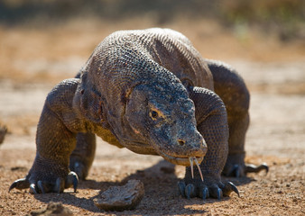 Komodo dragon is on the ground. Interesting perspective. The low point shooting. Indonesia. Komodo National Park. An excellent illustration.