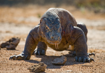 Fototapeta premium Komodo dragon is on the ground. Interesting perspective. The low point shooting. Indonesia. Komodo National Park. An excellent illustration.