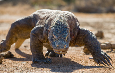 Komodo dragon is on the ground. Interesting perspective. The low point shooting. Indonesia. Komodo National Park. An excellent illustration.