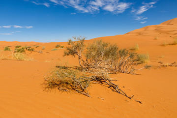 Fototapeta na wymiar Bush on the sand, Sahara desert