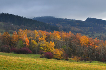 Forest, nature fall season 
