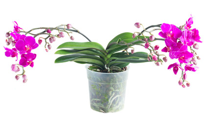 Bunch of violet orchids 