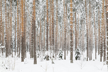 Snow Covered Wooded Pine Forest at Winter