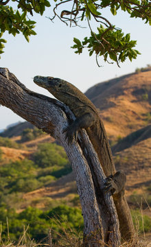 Komodo dragon climbed a tree. Very rare picture. Indonesia. Komodo National Park. An excellent illustration.