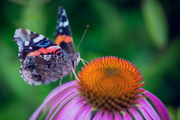Red admiral butterfly on a purple coneflower