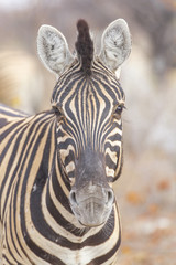 Obraz na płótnie Canvas Zebra in Etosha, Namibia
