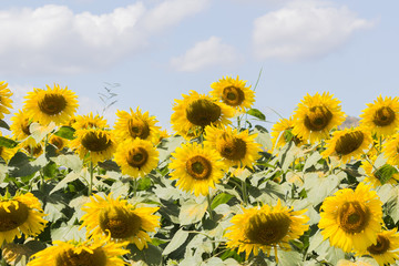 sunflower field over