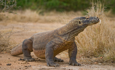 Fototapeta premium Komodo dragon is on the ground. Interesting perspective. The low point shooting. Indonesia. Komodo National Park. An excellent illustration.