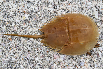 Horseshoe crab limulus polyphemus on the seashell beach