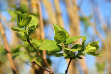 Young bloomimg fresh green leaves of lilac on bright sunny day