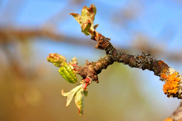 Blooming of small young green leaves on apple tree branch. Spring is coming