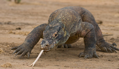 Komodo dragon is on the ground. Interesting perspective. The low point shooting. Indonesia. Komodo National Park. An excellent illustration.