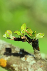Blooming of small young green leaves on apple tree branch. Beginning of spring