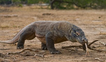 Komodo dragon is on the ground. Interesting perspective. The low point shooting. Indonesia. Komodo National Park. An excellent illustration.