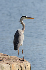 Heron standing on a pier