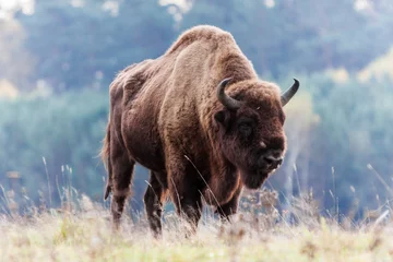 Gordijnen bizon © Angelika Bentin