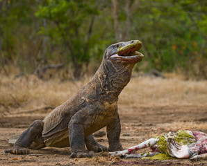 Komodo dragons eat their prey. Indonesia. Komodo National Park. An excellent illustration.