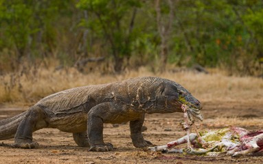 Komodo dragons eat their prey. Indonesia. Komodo National Park. An excellent illustration.