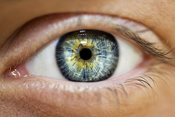 Fototapeta premium wnikliwe spojrzenie niebieskie oczy