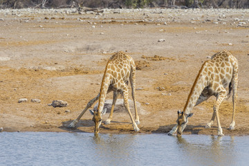 Fototapeta na wymiar Two giraffes in the Etosha N.P., Namibia