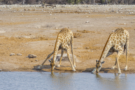 Two giraffes in the Etosha N.P., Namibia