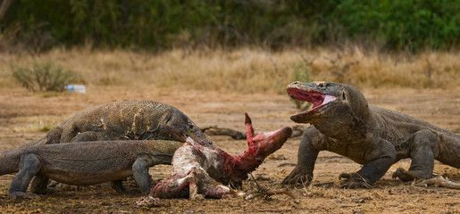 Obraz premium Komodo dragons eat their prey. Indonesia. Komodo National Park. An excellent illustration.