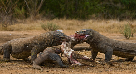 Komodo dragons eat their prey. Indonesia. Komodo National Park. An excellent illustration.