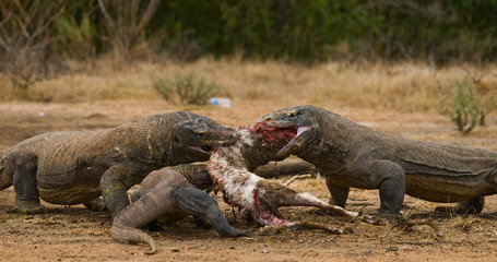 Komodo dragons eat their prey. Indonesia. Komodo National Park. An excellent illustration.