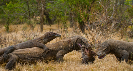 Komodo dragons eat their prey. Indonesia. Komodo National Park. An excellent illustration.