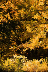 Obraz premium Golden-leaved trees