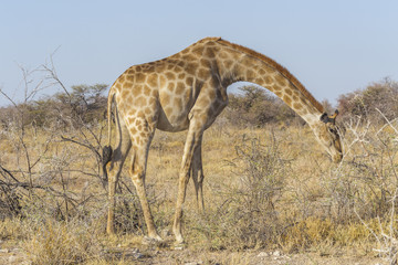 Giraffe in the Etosha N.P., Namibia