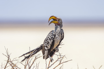 The southern yellow-billed hornbill in Etosha, Namibia