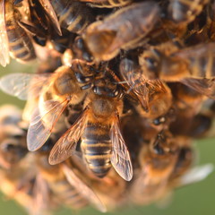 pszczoły na plastrze miodu - obrazy, fototapety, plakaty