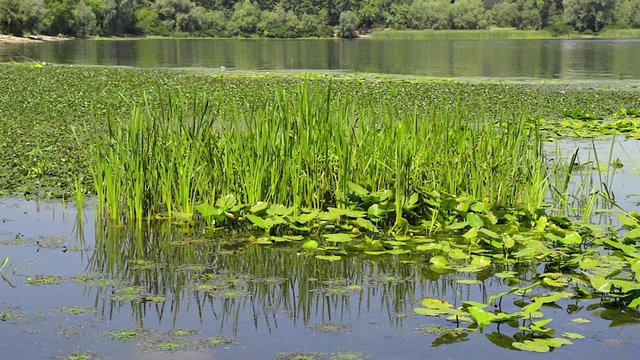 Typha Latifolia and Nuphar Lutea growing in the Dnieper river in Kiev, Ukraine