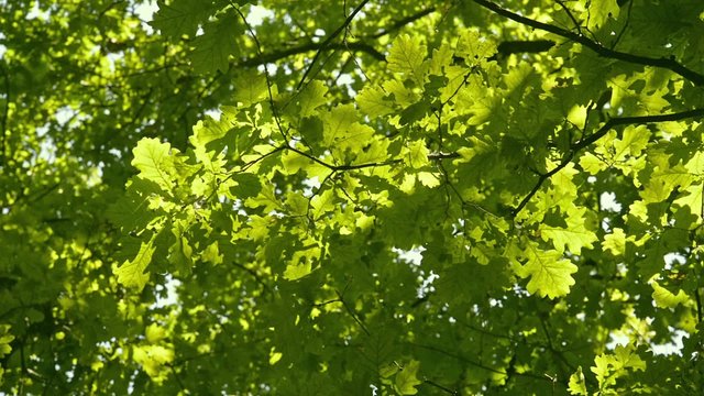 Looking up at a green oak tree moved by the wind at evening during spring