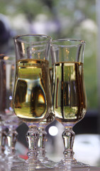 Glasses of white wine on the bar at restaurant