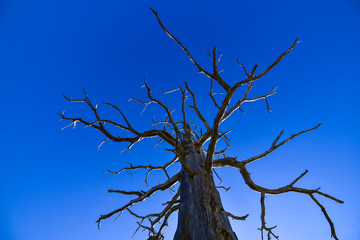 kurumuş ardıç ağacı silüet