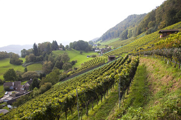 Svizzera,cantone  di San Gallo,vigneti.