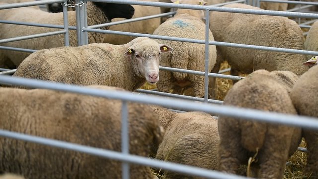 Dozens of sheep grazing inside a pen in a sheep farm