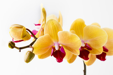 Plakat Beautiful yellow orchid on the white background.