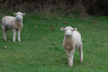 Sheep walking in a field